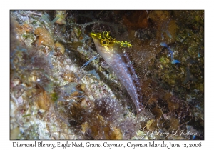 Diamond Blenny