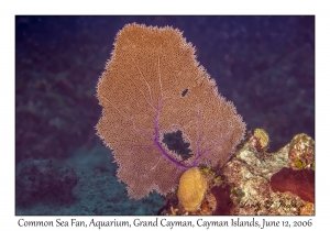 Common Sea Fan