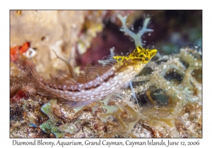 Diamond Blenny