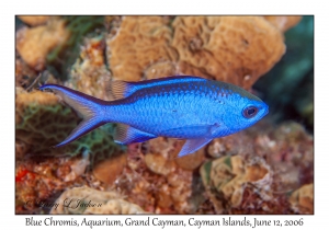 Blue Chromis