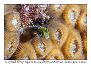 Spinyhead Blenny