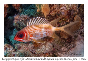 Longspine Squirrelfish