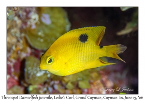 Threespot Damselfish juvenile