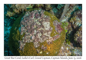 Great Star Coral