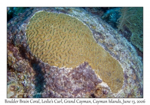 Boulder Brain Coral