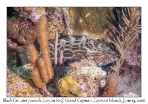 Black Grouper juvenile