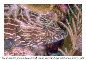 Black Grouper juvenile