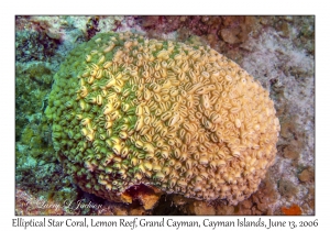 Elliiptical Star Coral