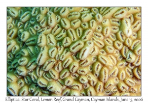 Elliiptical Star Coral