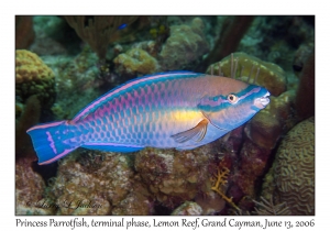 Princess Parrotfish