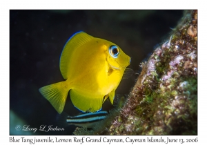 Blue Tang juvenile