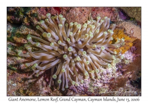 Giant Anemone