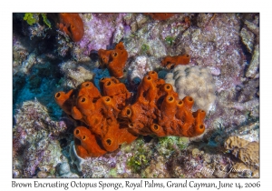 Brown Encrusting Octopus Sponge