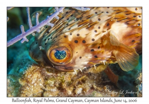 Balloonfish