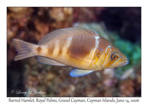 Barred Hamlet