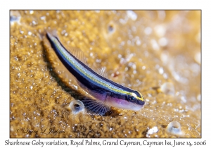 Sharknose Goby variation