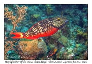 Stoplight Parrotfish