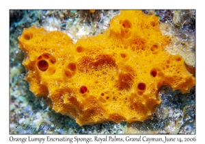 Orange Lumpy Encrusting Sponge