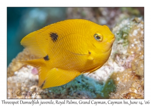 Threespot Damselfish juvenile