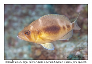 Barred Hamlet