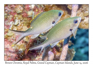 Brown Chromis