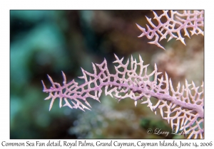 Common Sea Fan