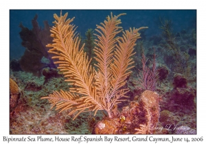 Bipinnate Sea Plume