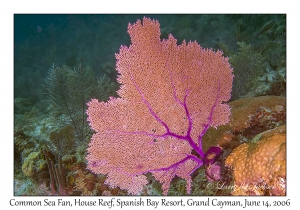 Common Sea Fan