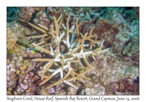 Staghorn Coral