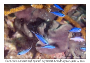 Blue Chromis