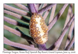 Flamingo Tongue