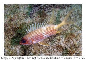 Longspine Squirrelfish