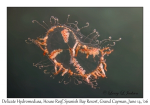 Delicate Hydromedusa