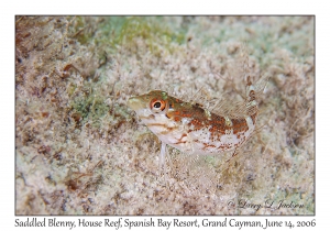 Saddled Blenny