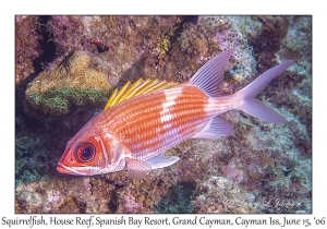 Squirrelfish