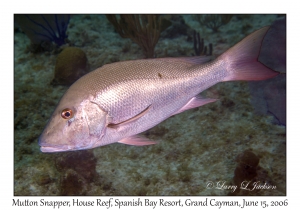 Mutton Snapper