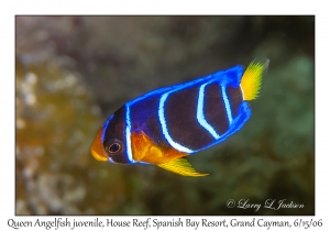 Queen Angelfish juvenile