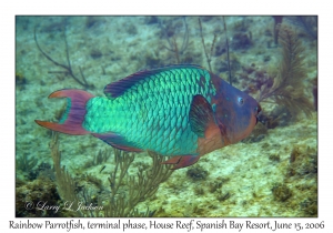 Rainbow Parrotfish