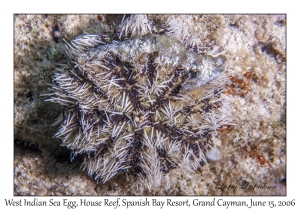 West Indian Sea Egg