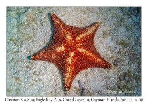 Cushion Sea Star