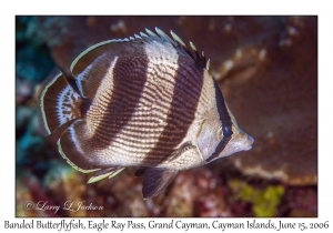 Banded Butterflyfish