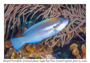 Striped Parrotfish