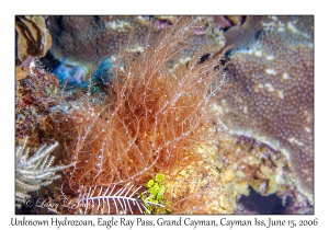 Unknown Hydozoan