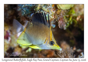 Longsnout Butterflyfish