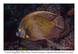 French Angelfish