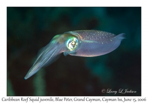 Caribbean Reef Squid juvenile