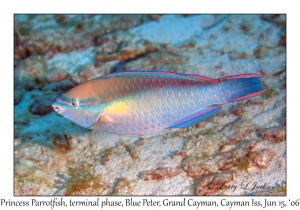 Princess Parrotfish