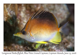 Longsnout Butterflyfish