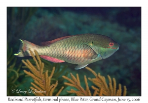 Redband Parrotfish