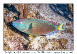 Stoplight Parrotfish